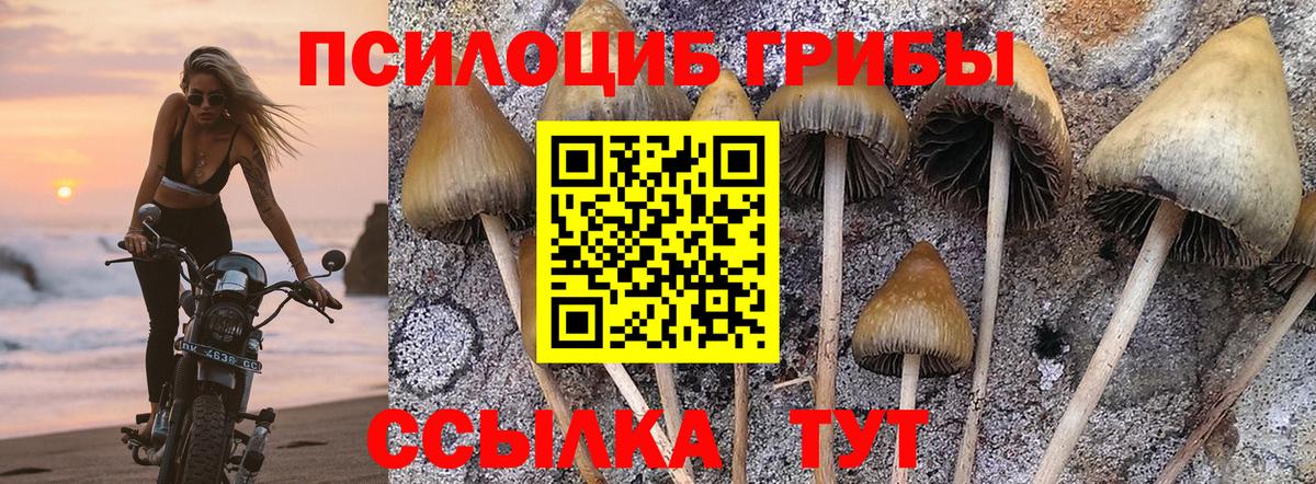 Псилоцибиновые грибы мицелий Гатчина